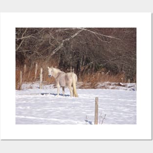 Winter White Horse Posters and Art